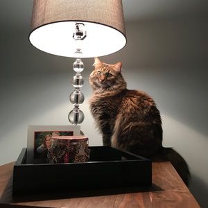 Meet your Posher, Tyla